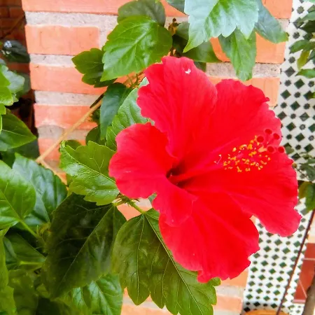 Casa vacanze Plaza Del Pacifico La Bazana